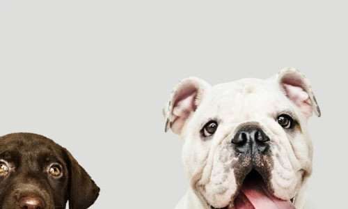 chiens-chiots.png